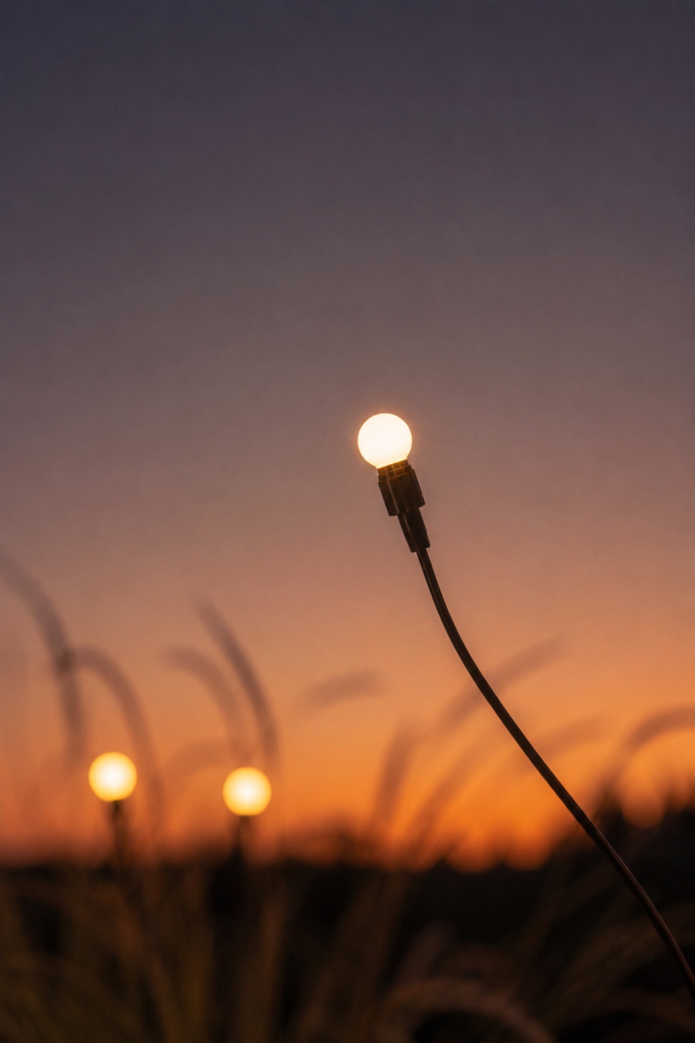 Close-up of a single firefly light stem glowing warm against a dusk sky